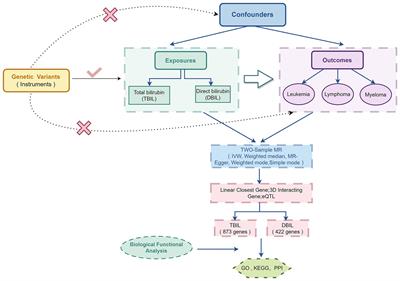 Genetic prediction of causal association between serum bilirubin and hematologic malignancies: a two-sample Mendelian randomized and bioinformatics study